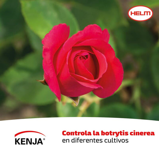 ISOFETAMID KENJA 400 SC