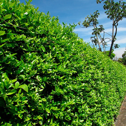 SEMILLAS DE LIMÓN SWINGLEA