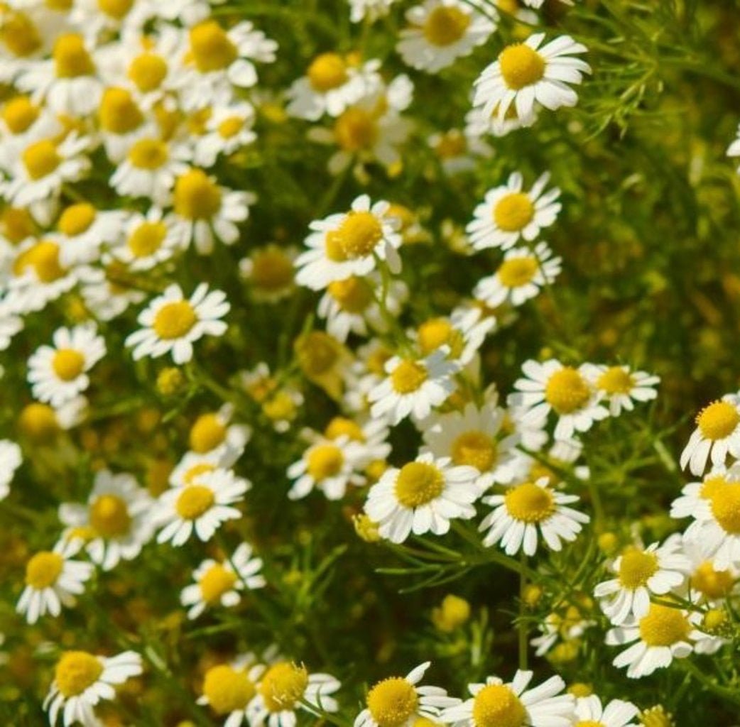 SEMILLAS DE MANZANILLA