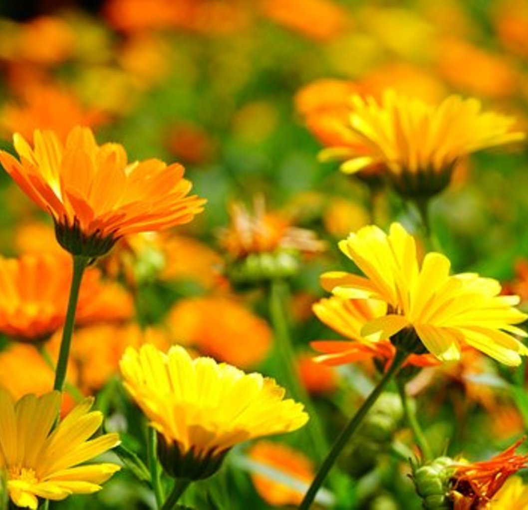 SEMILLAS DE CALÉNDULA