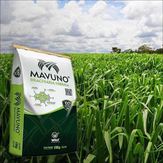 BRACHIARIA HIBRIDA MAVUNO - 5 Kg
