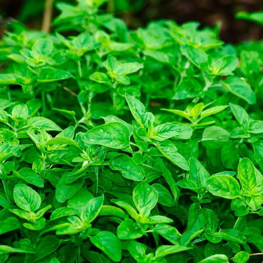 SEMILLAS DE ORÉGANO