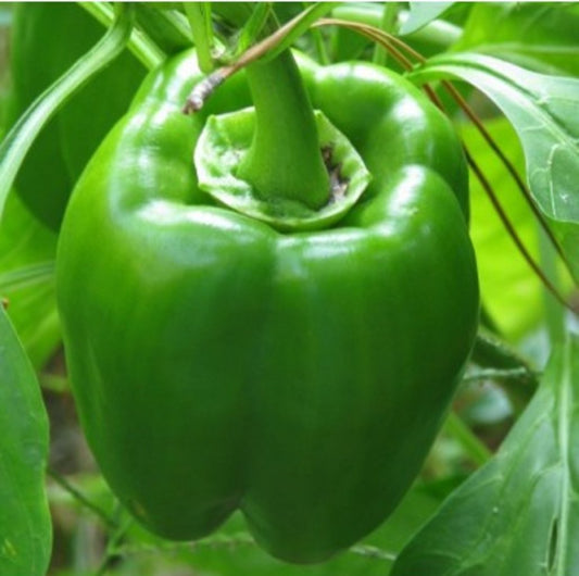 PIMENTÓN CALIFORNIA WONDER