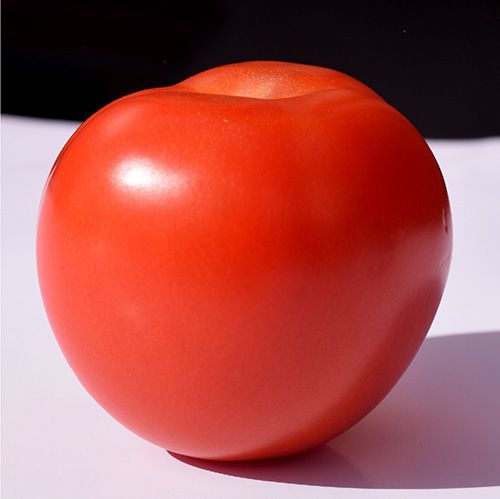 SEMILLA TOMATE CHONTO ROBLE F1