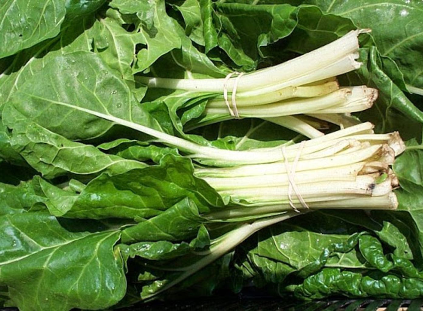ACELGA SWISS CHARD