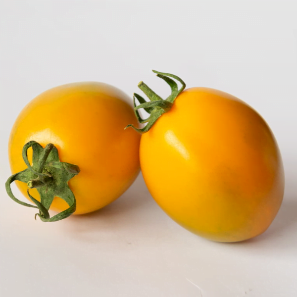 SEMILLA TOMATE ORINADE F1