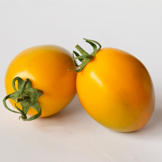 SEMILLA TOMATE ORINADE F1