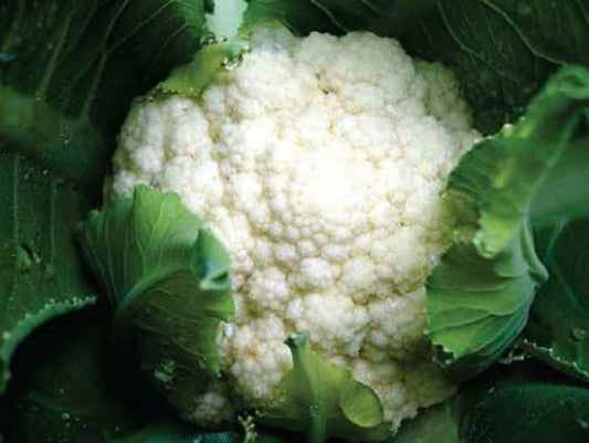 COLIFLOR NEVADA F1