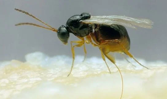 CONTROL MOSCA DE LA FRUTA PACHYCREPOIDEUS VINDEMMIAE