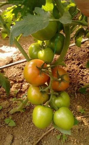 Semilla de Tomate roble híbrida