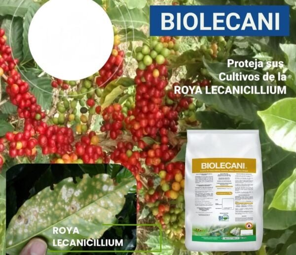 Lecanicillium lecanii biolecani