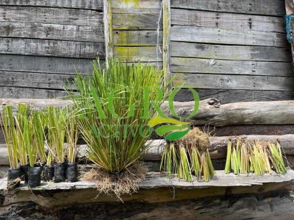 PASTO VETIVER ESTABILIZACIÓN DE TALUDES