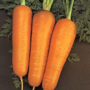 zanahoria chantenay roryal