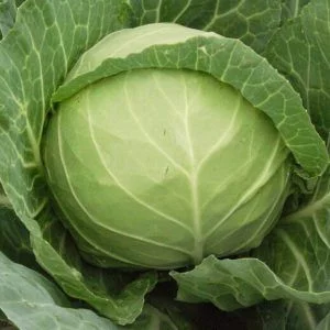 REPOLLO BOLA VERDE