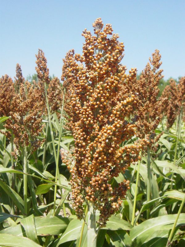 SORGO PASCUERO-FORRAJERO