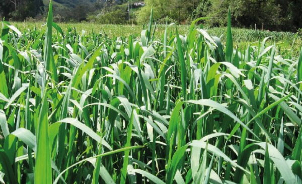 SEMILLA DE AVENA DORADA FORRAJERA