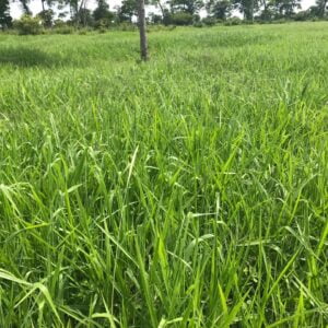 BRIZANTHA PAIAGUÁS ELITE