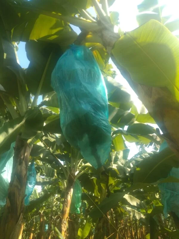 Bolsas para embolsado de plátano y banano Agroactivo