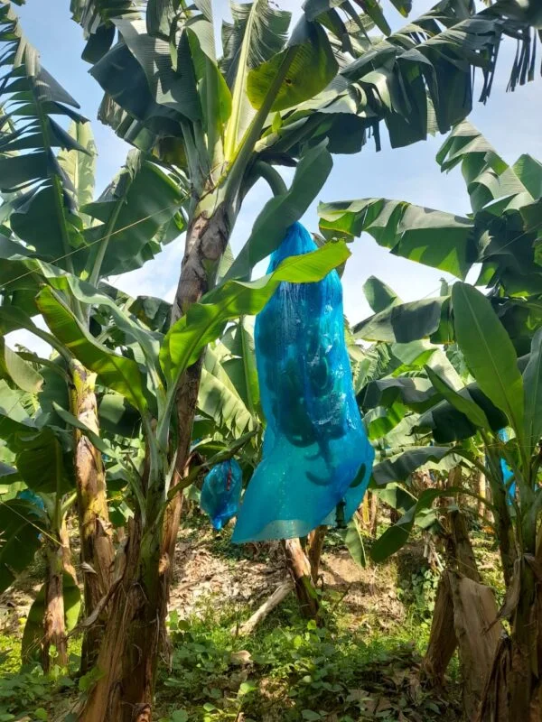 bolsas para embolsado de plátano y banano Agroactivo