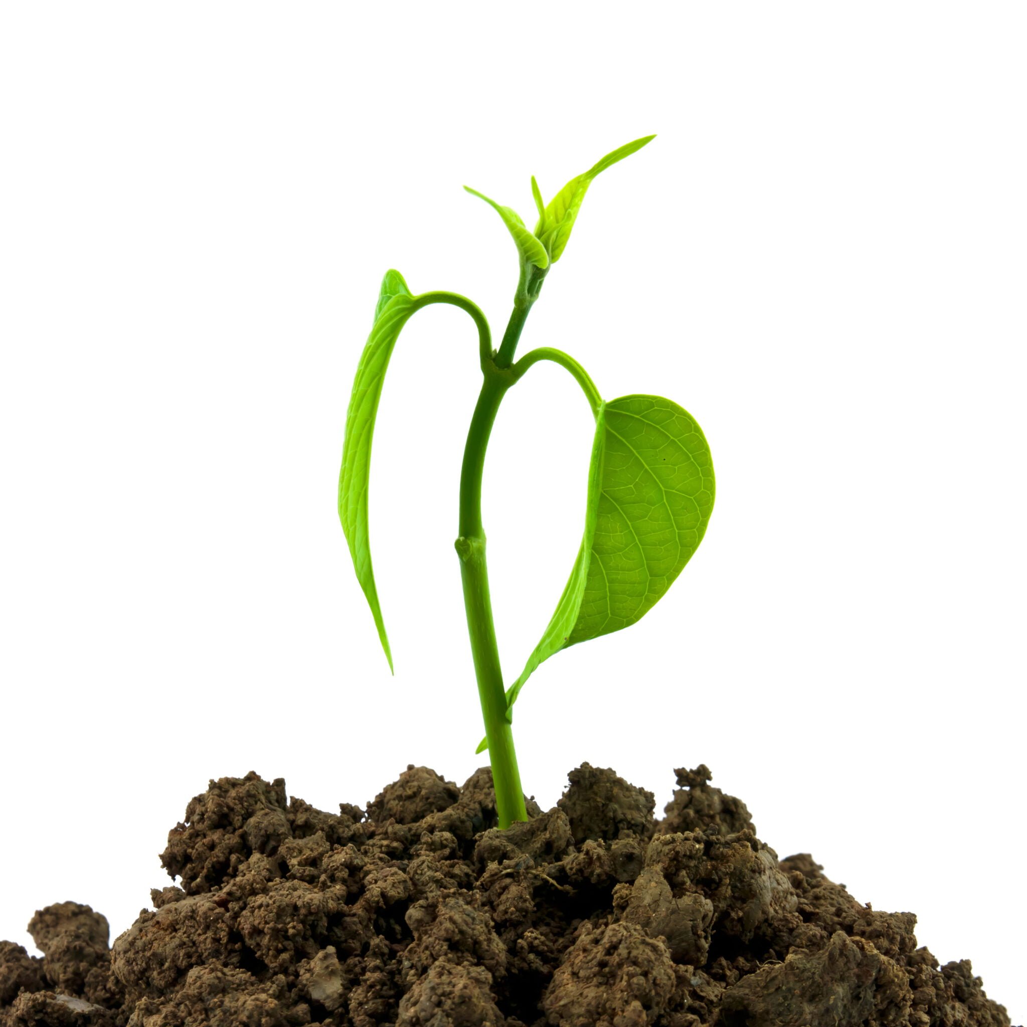 LA MATERIA ORGÁNICA EN EL SUELO Agroactivo