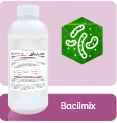 Bacillus subtilis balcilmix