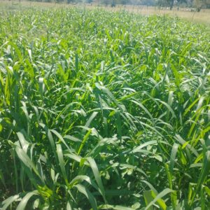 SEMILLA INDIA MASSAI